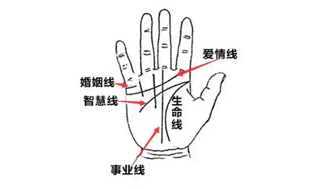 手相主要有5条线,生命线,智慧线,感情线(爱情线),事业线和婚姻线,首先
