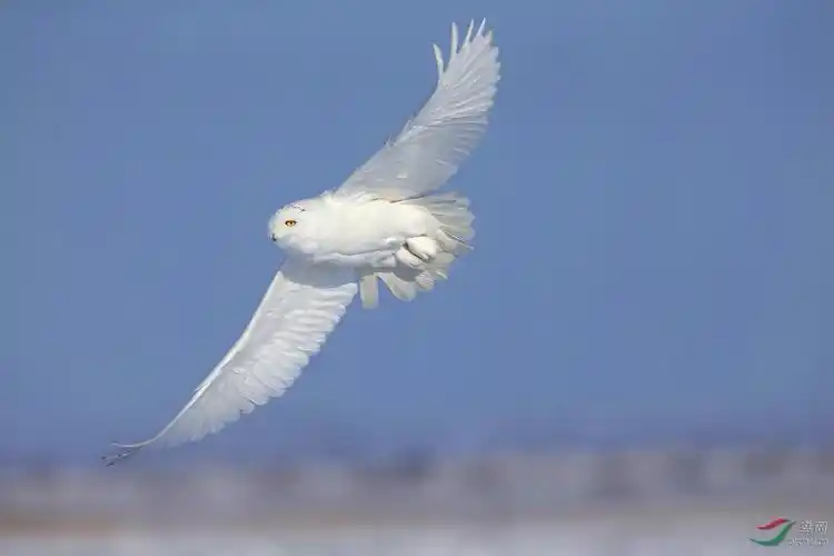 [猛禽] 展翅飞翔-----雪
