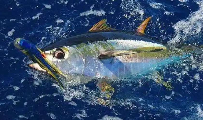 地球上游的最快的3种鱼其中两种都随身带着武器