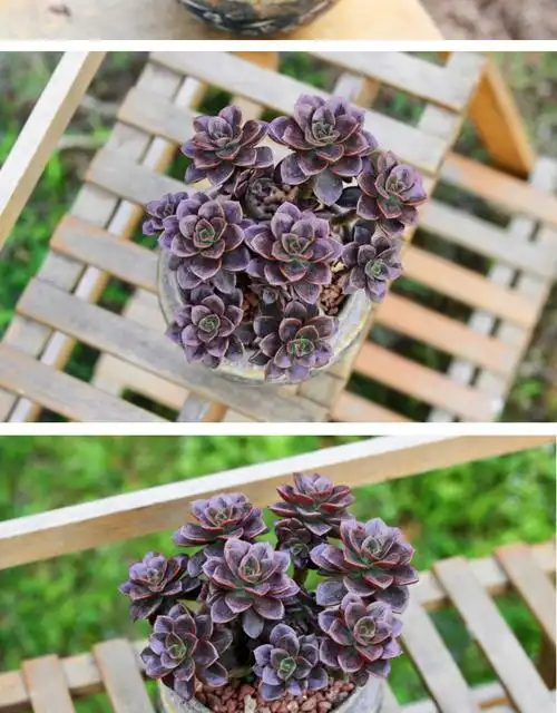 多肉植物巧克力方砖老桩多头群生大颗肉肉植物组合盆栽绿植花卉庄