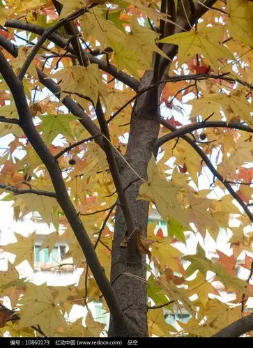 北美枫香树树干和金黄色的枝叶