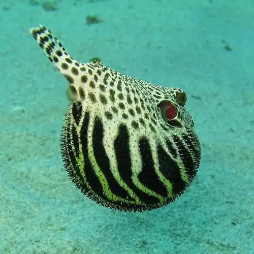 puffer fish