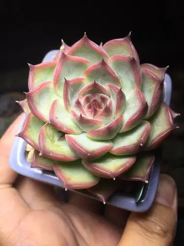 其它 感谢多肉伴我每一天 写美篇安娜泽维尔玫瑰 室内养肉,不能够任期