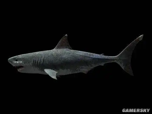 举世闻名的巨齿鲨,体长11-16米,最大的软骨鱼类,牙齿化石长度16厘米