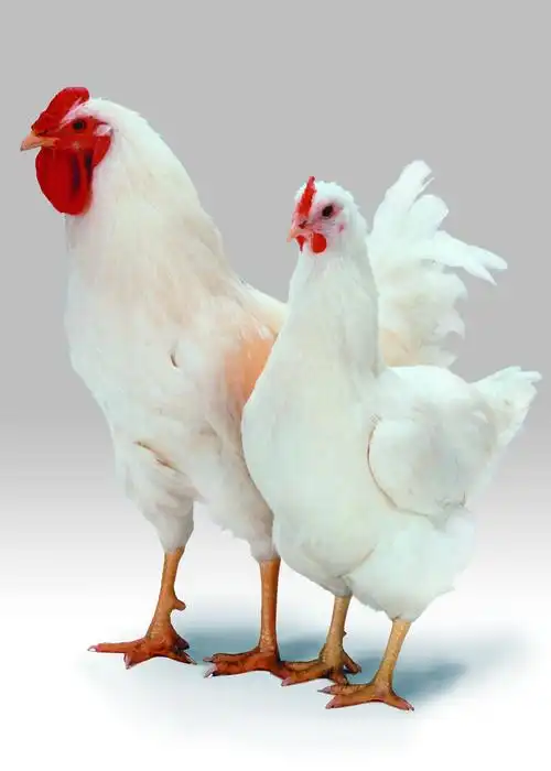 北京农效禽业有限公司