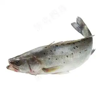 草鱼白底图图片