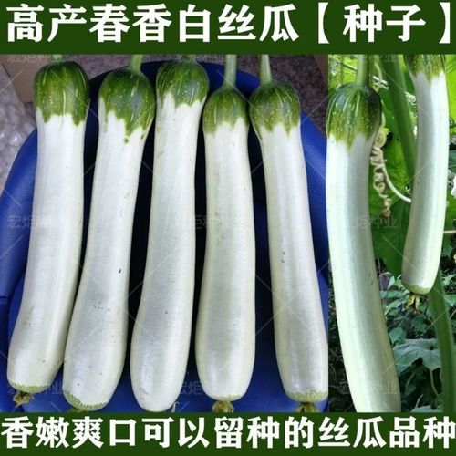 【白丝瓜种子】白玉白皮丝瓜种子大肉丝瓜种子白玉丝瓜籽早熟高产