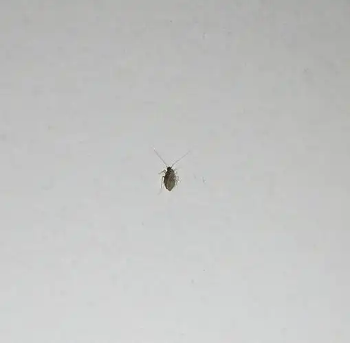 略小,颜色发白半透明 家里墙上看见的,有没有害?