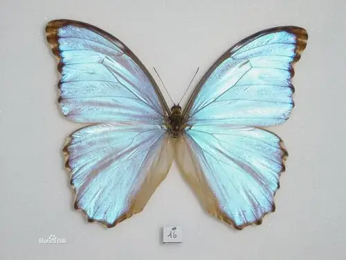 晶闪蝶的外形特征