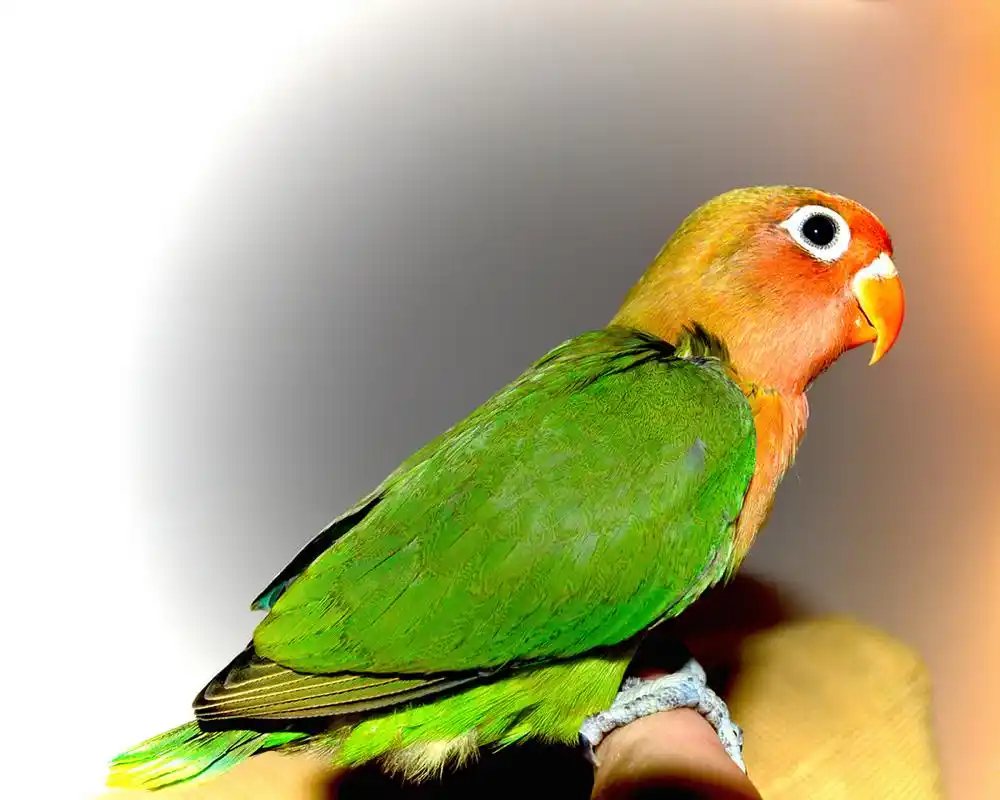 绿色牡丹鹦鹉,珍稀鹦鹉品种,拥有翠绿色羽毛和优雅姿态.