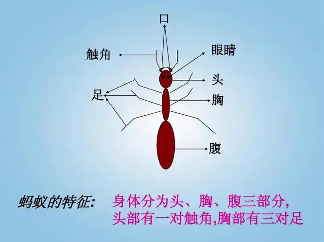 三年级科学下册 蚂蚁2课件 青岛版ppt
