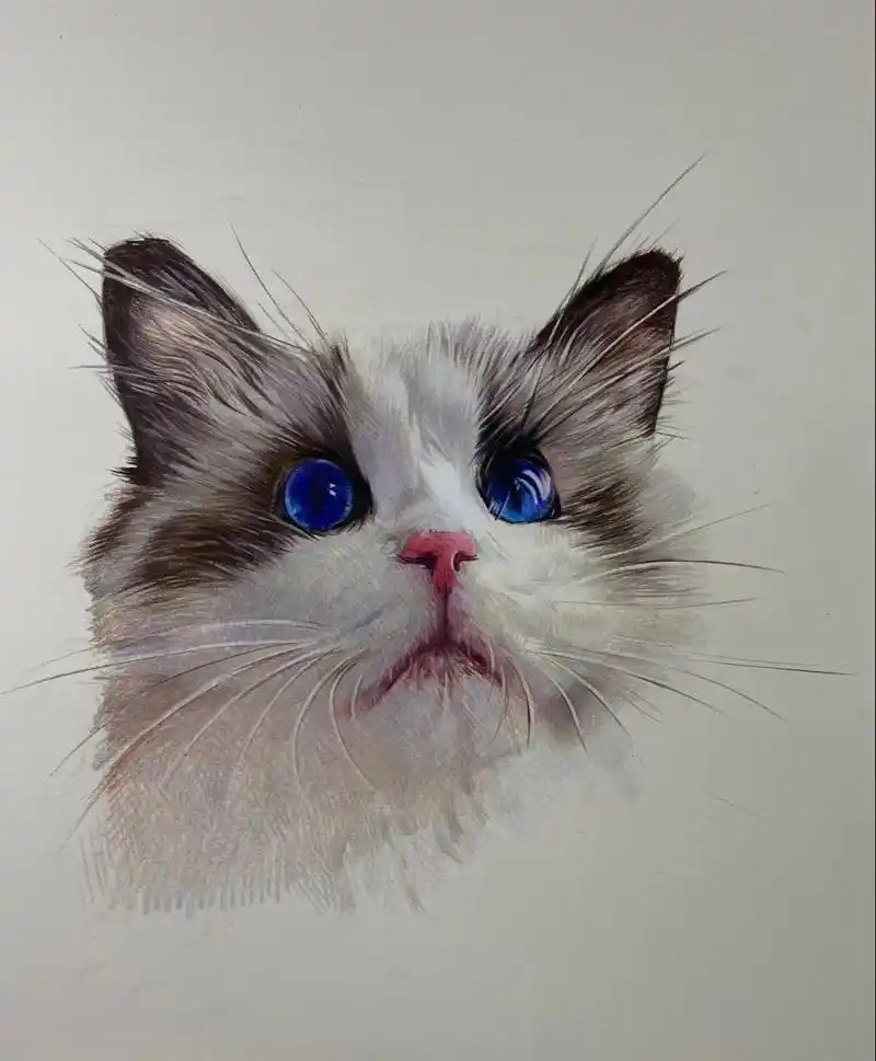 彩铅练习布偶猫 - 抖音