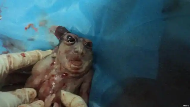 【看图说话】今天刚出生的一个重口味的新生儿,胆小者勿进(有图)