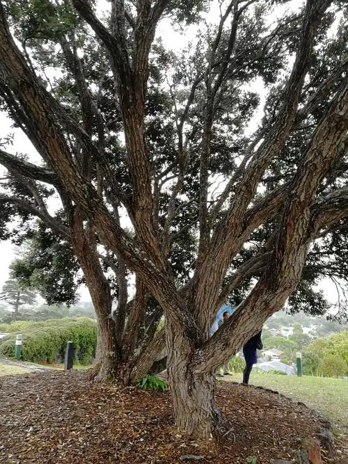 冠木丛林负离子含量高