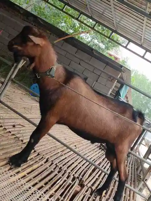 成年奶山羊公羊多少钱一只