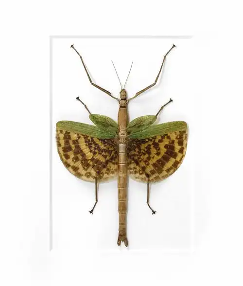 拥有巨大得有些不太正常的翅膀,这个特点将它们与其他竹节虫区别开来