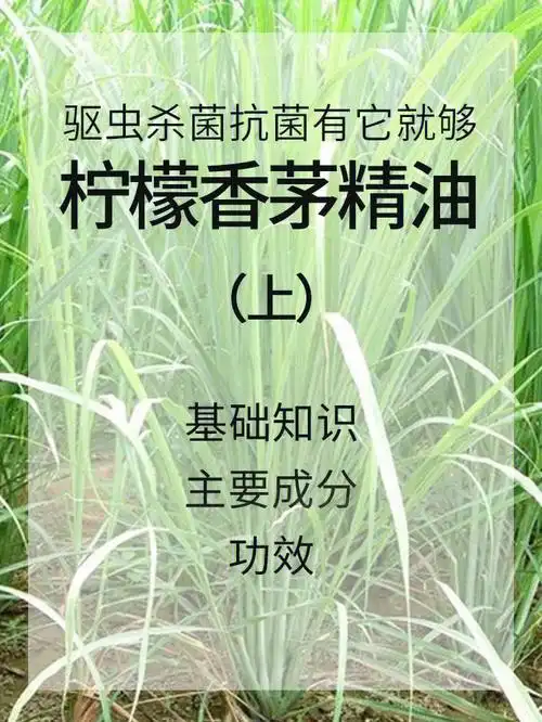 驱虫杀菌抗菌有它就够柠檬香茅精油知识