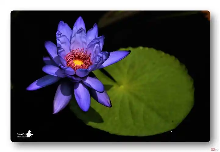蓝色的睡莲