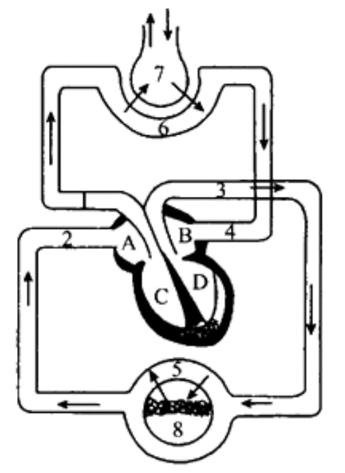 下图为体内气体交换与血液循环的关系示意图(图中[7]表示肺泡,[8]表示