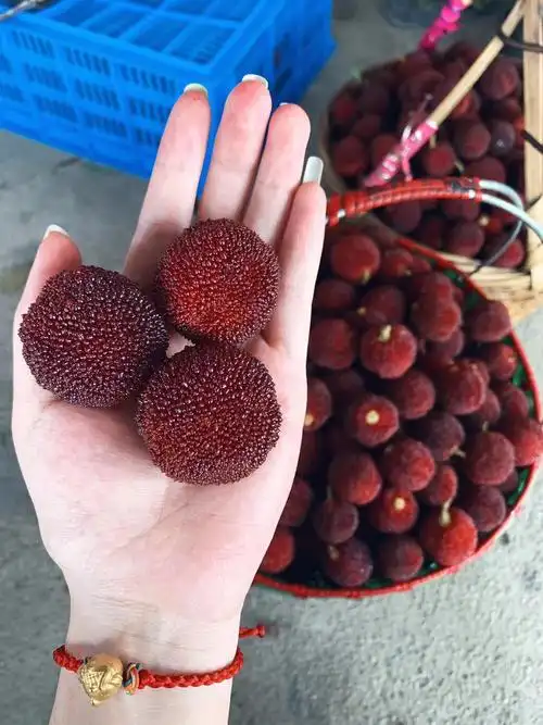 仙居杨梅是浙江省台州市著名特产之一