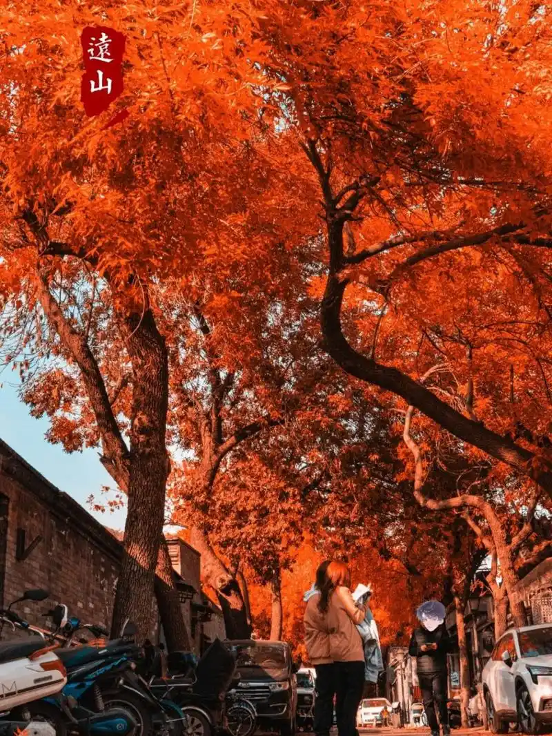 调色作品,生活中没有这样的红色白蜡,都是黄色的叶子,之所以做这样的