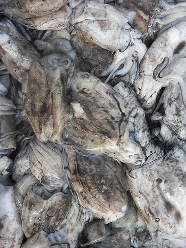 野生舟山乌贼鲜活超大特大新鲜热气东海墨鱼冷冻墨鱼