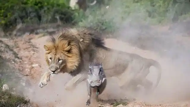 疣猪幼崽被3只狮子围捕,孤立无援真可怜