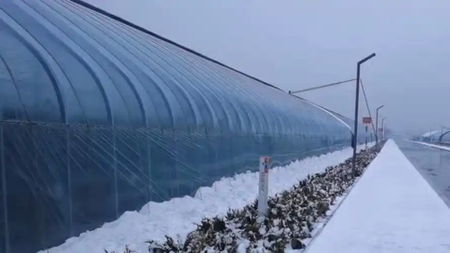 下雪天大棚如何管理?尤其是春季下大雪,与冬季不一样