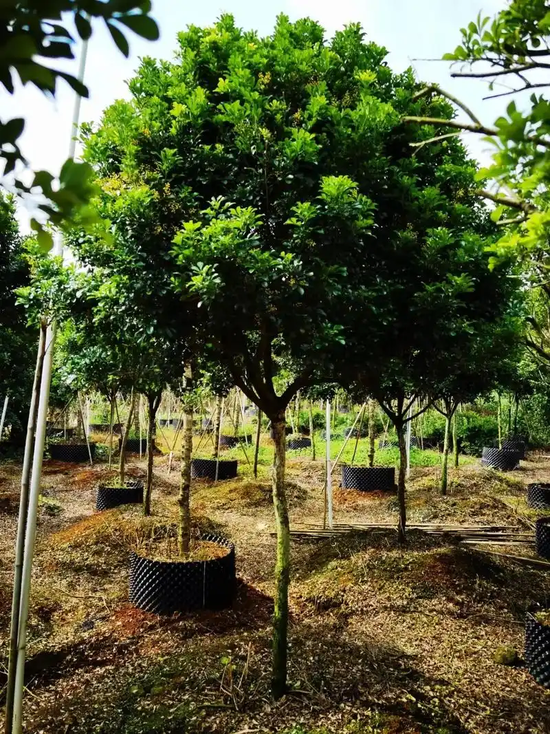 米兰花语为有爱,有生命就会开花.代表着激情和勇气.它开花的时 - 抖音