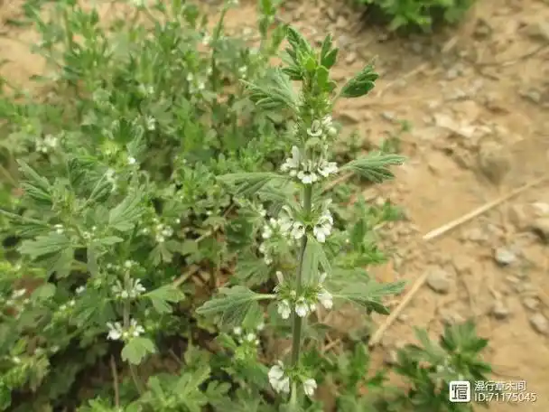 农村野地里的假益母草能防治蚜虫
