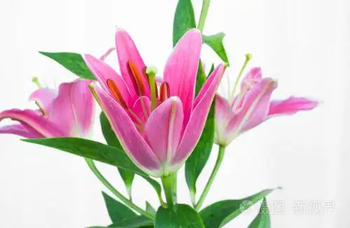 粉红色的星星百合花