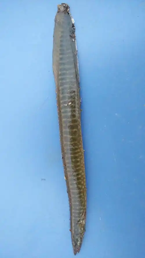 p>刺鳅( a href="#" data-lemmaid="8074290">学名 /a>:mastacemb