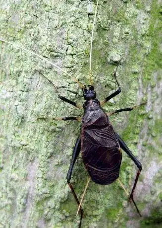 科普趣谈|"虫鸣"季节聊"鸣虫"