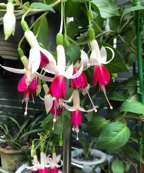 倒挂金钟如何扦插繁殖?学会一招,成活率高,拥有更多株