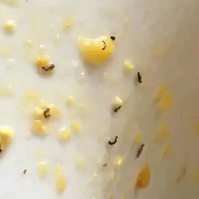 宝宝今天大便突然多了很多黑色的东西 是寄生虫吗 昨天喂得香蕉和葡萄