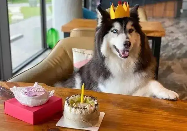 这只阿拉斯加叫亚瑟,是个拥有异瞳的帅小伙.