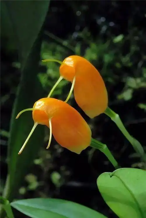 世界上罕见的20种奇花