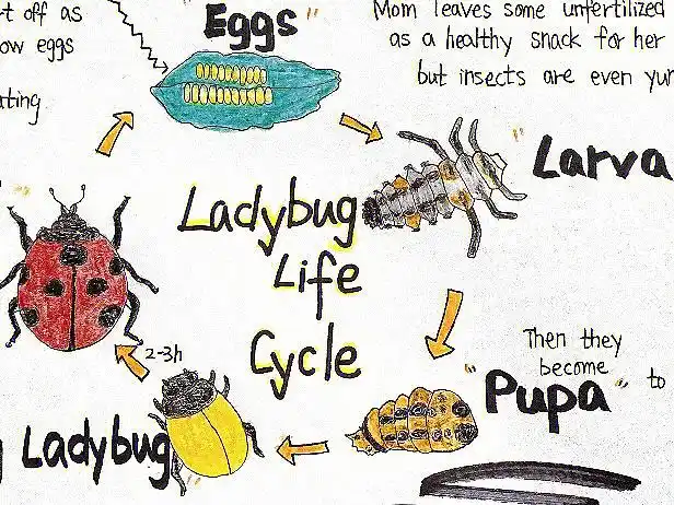 七星瓢虫成长周期