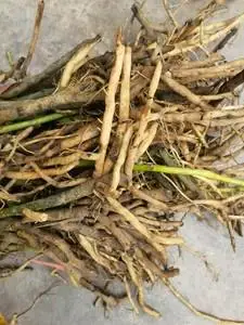 新鲜海老鼠刺老鼠勒水老鼠竻 老鼠簕 老鼠怕 软骨牡丹500g包邮