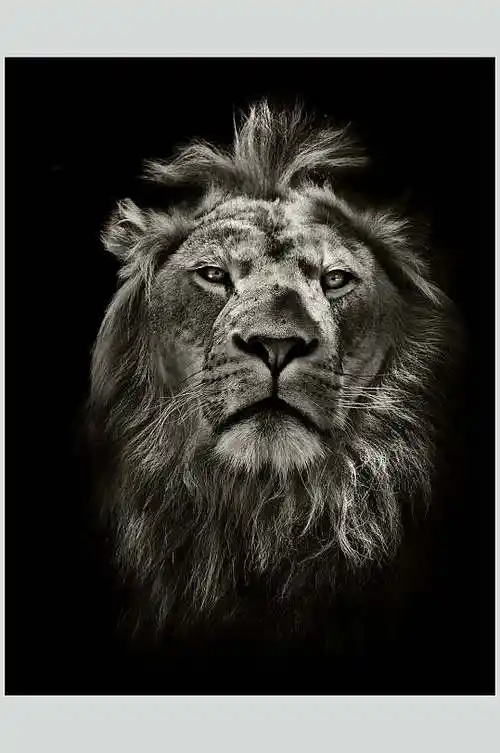 黑白狮子特写摄影图片