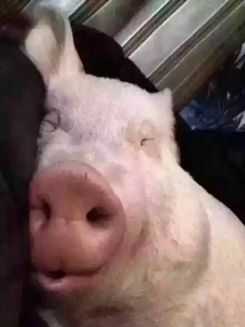 哈哈哈哈_贴图自拍_miui论坛