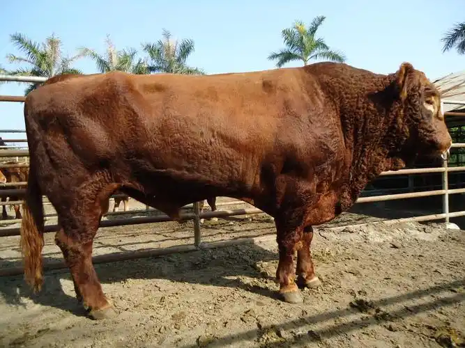 利木赞牛--剑阁县开封镇宝来肉牛养殖专业合作社