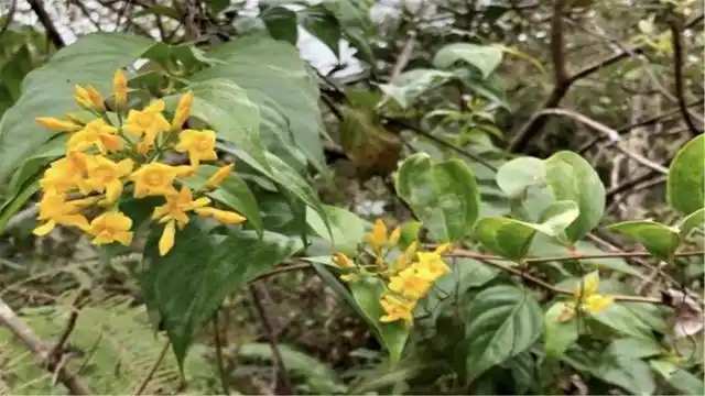 断肠草的品种很多,它对人的毒性很强,反倒对牲畜是没毒的!