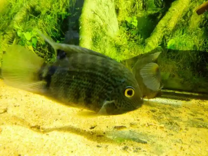 刚过完年回来发现两条不同品种的菠萝鱼居然生了小鱼