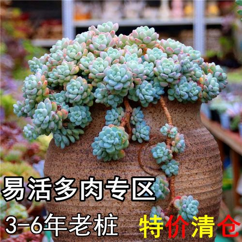 多肉植物老桩劳尔肉肉群生大颗清仓多头稀有品种超大肉肉包邮特价