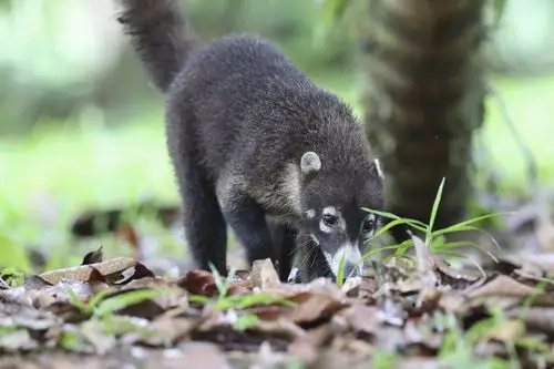 漂洋过海,相遇有缘(十一)——白鼻浣熊