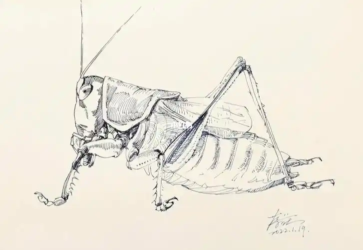 钢笔速写蝈蝈步骤图