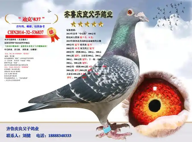 信鸽在线拍卖平台 - 中国信鸽信息网