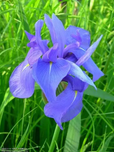 湿地(沼泽地)马莲花