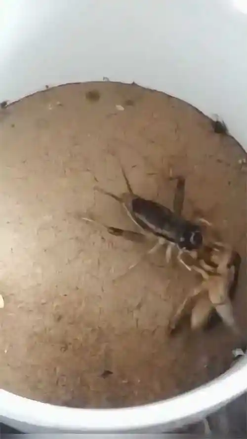 两只大蛐蛐斗起来了俩回合一只被咬翻在地痛苦挣扎